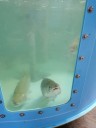 Бассейн видовой для торговли живой рыбой